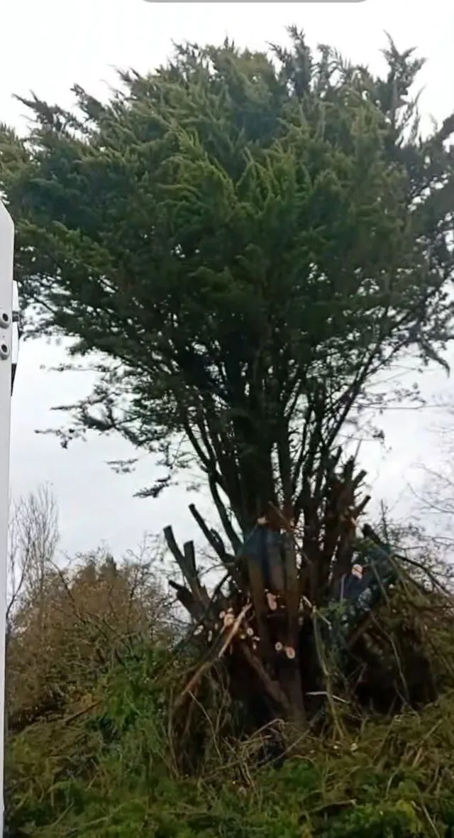 Conifère élagué, les branches du bas coupées
