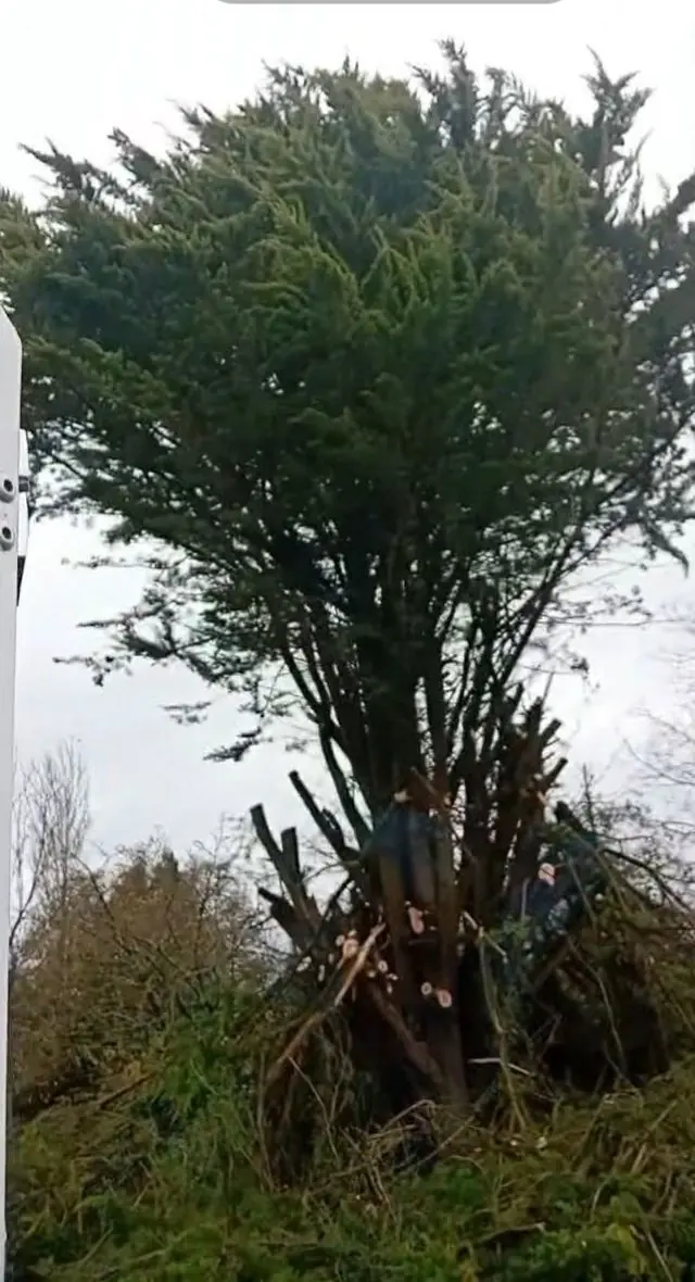 Conifère dont les branches du bas ont été coupées