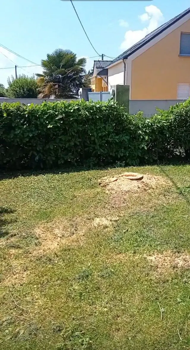 Des souches rognées