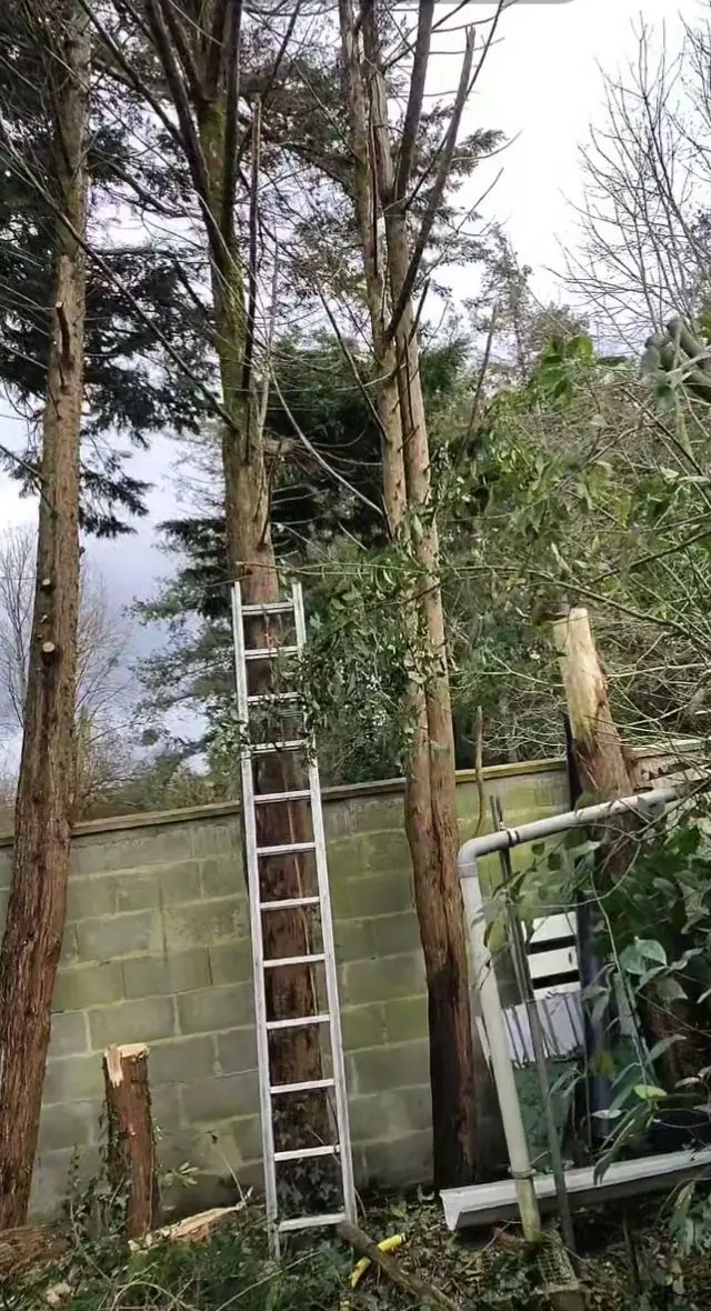 Grands arbres au fond d'un jardin, l'échelle posée avant l'élagage