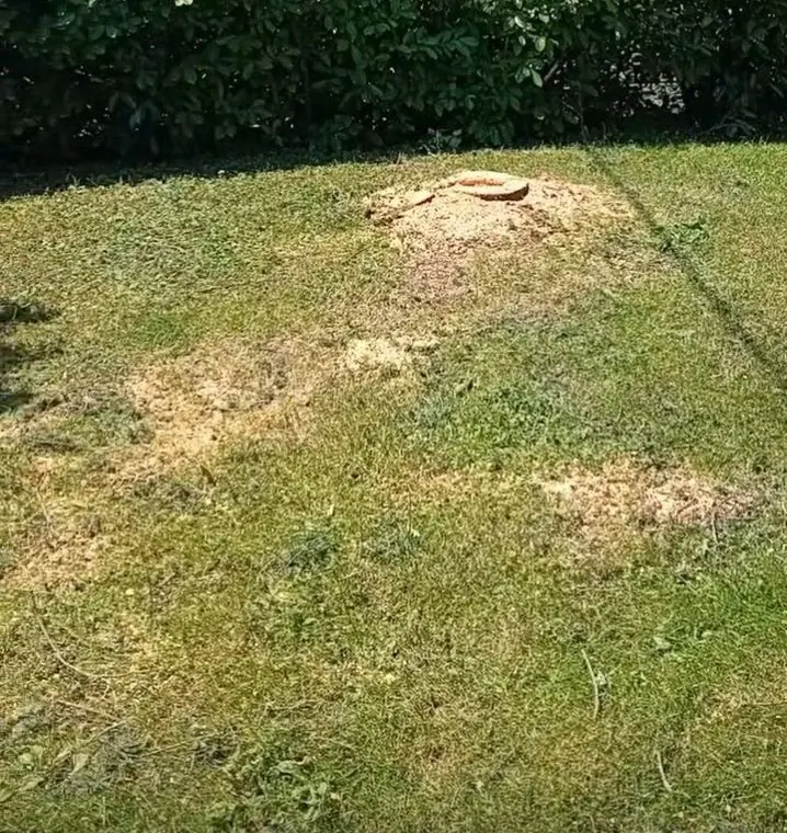 Pelouse tondue au pied d'une haie de lauriers taillée
