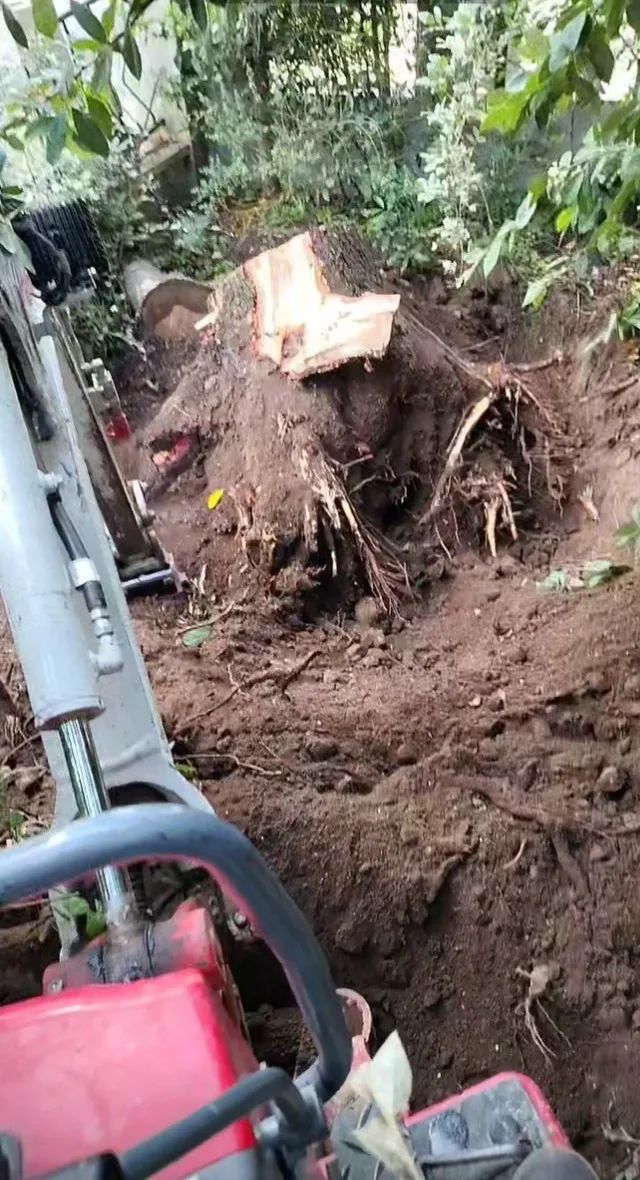 Souche d'arbre arrachée à la mini-pelle, racines à l'air